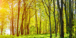 Driving Change: Partnering with the Woodland Trust for a healthier planet